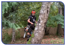 Leeds tree surgeon uses an outsourced receptionist